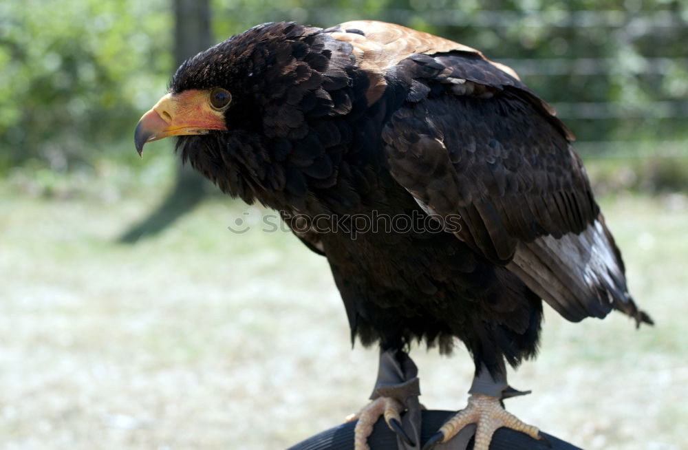 Similar – Image, Stock Photo opaque Raven birds Black