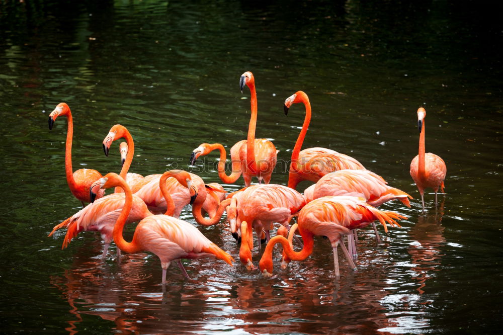 Similar – greater flamingos Animal