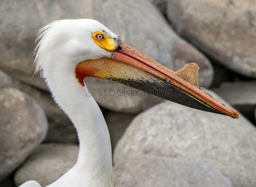 Similar – pelican Bird Pelican