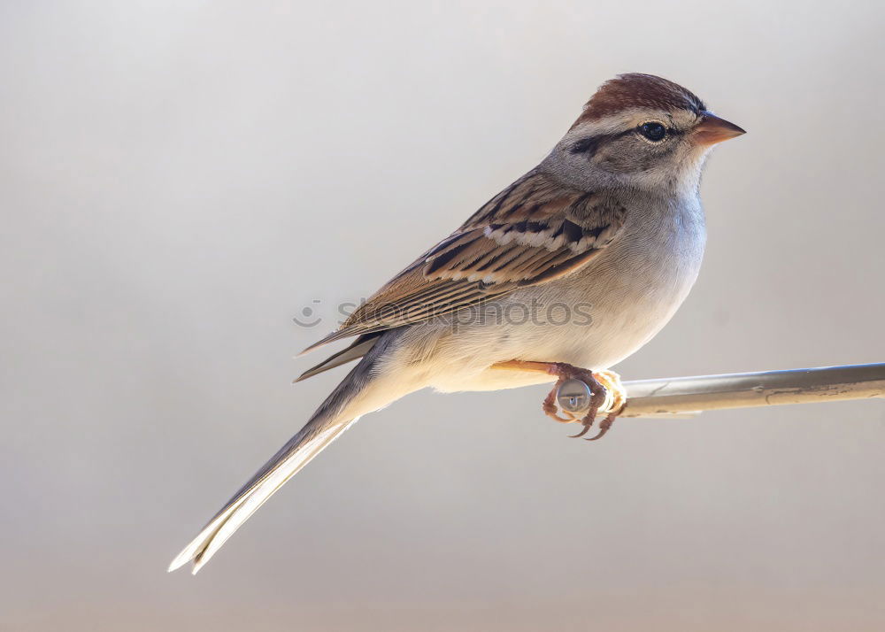 Similar – Image, Stock Photo Sparrow in the sunshine