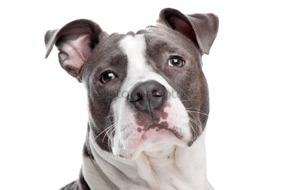 Similar – Boston Terrier Puppy Studio Portrait