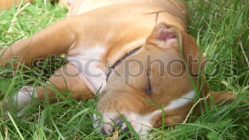 Similar – Image, Stock Photo I dream I’m a daisy. Dog