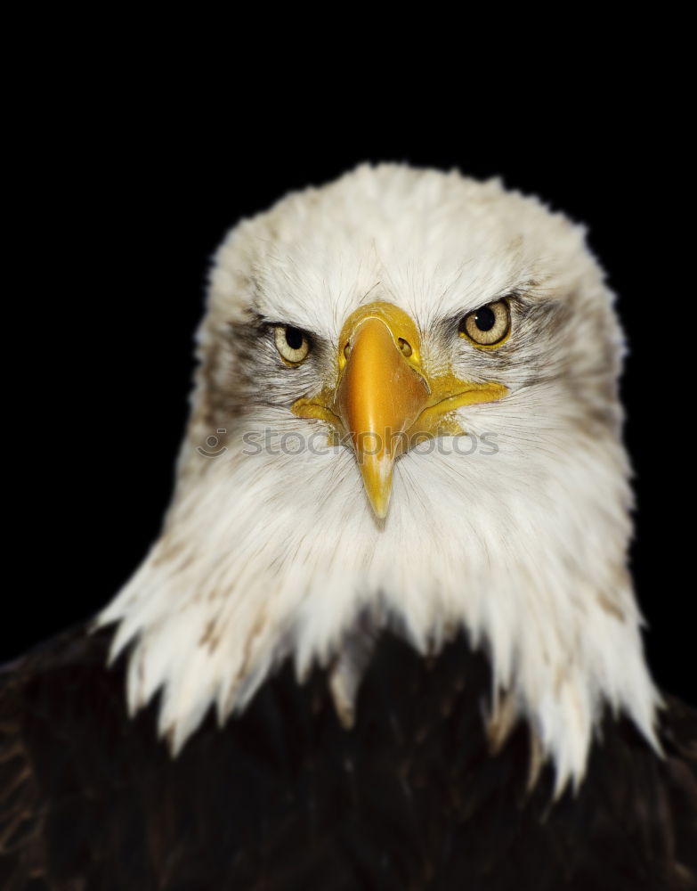 Similar – bald eagle Bald eagle