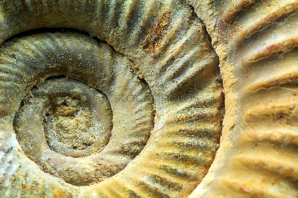 Similar – Image, Stock Photo uninhabited Mussel White
