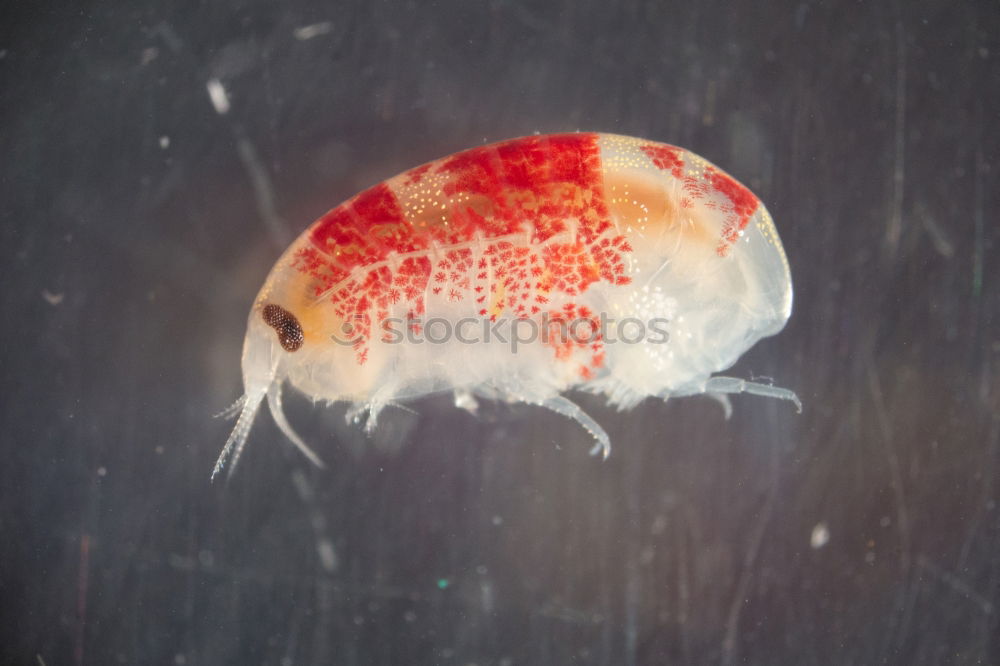 Similar – Macro of male and female chewing louse