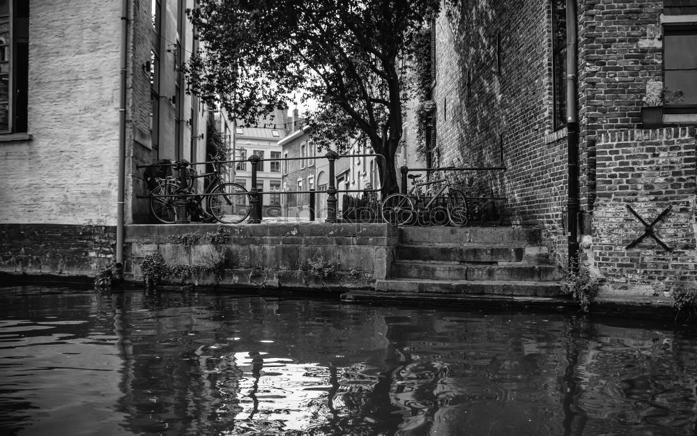Similar – Image, Stock Photo Pigeon meets puddle Trip