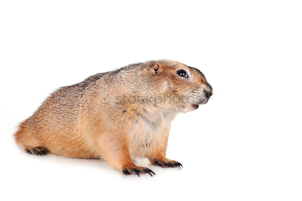 Similar – Image, Stock Photo End of grief Animal Pelt