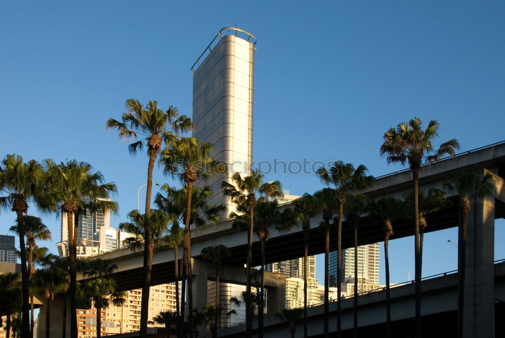 Similar – Palm Moon House Palm tree