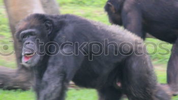 Similar – Image, Stock Photo Drill Monkey (Mandrillus Leucophaeus) Portrait