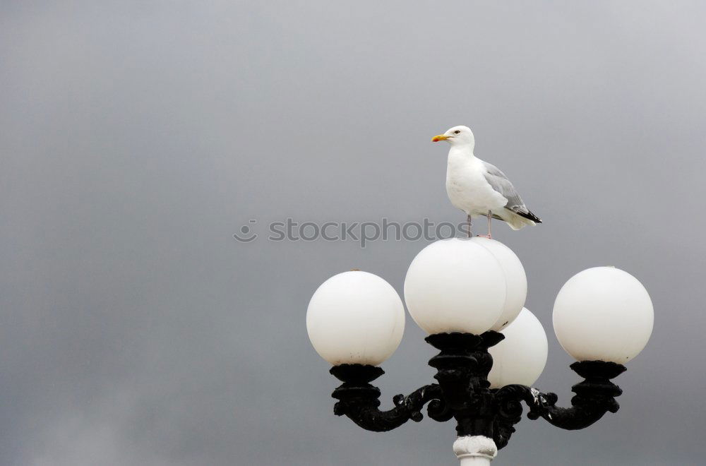 Similar – Image, Stock Photo Good prospects Seagull