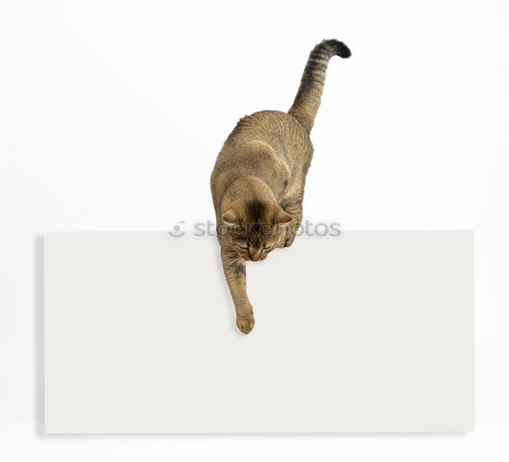 Similar – Image, Stock Photo cat Leisure and hobbies