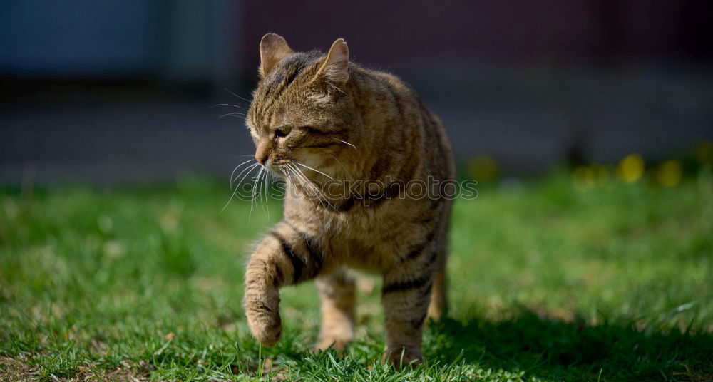 Similar – Cat on mowed meadow Nature