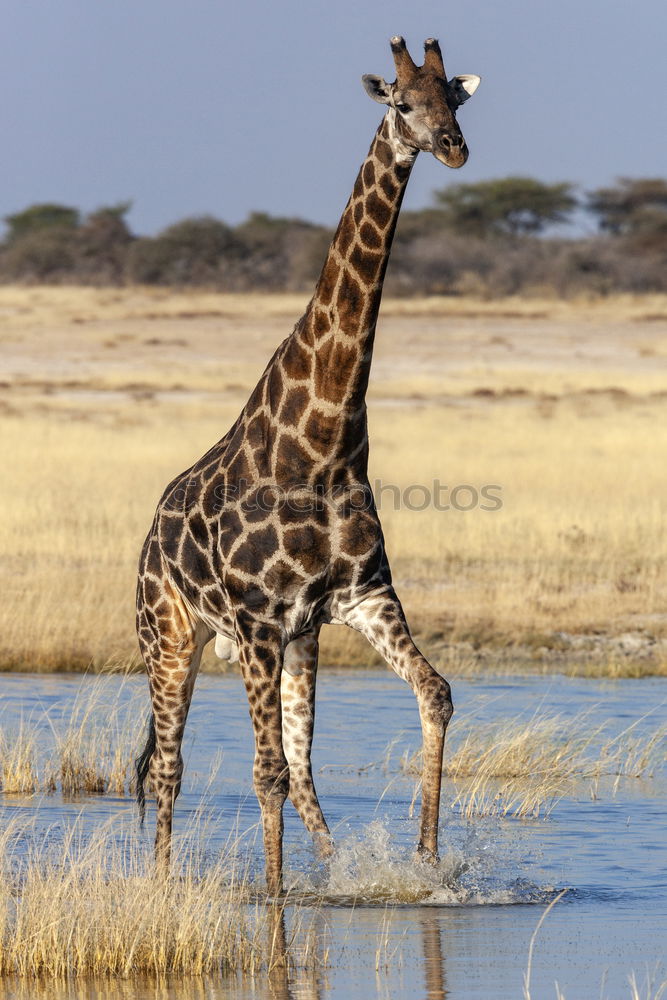 Similar – giraffe Namibia giraffe