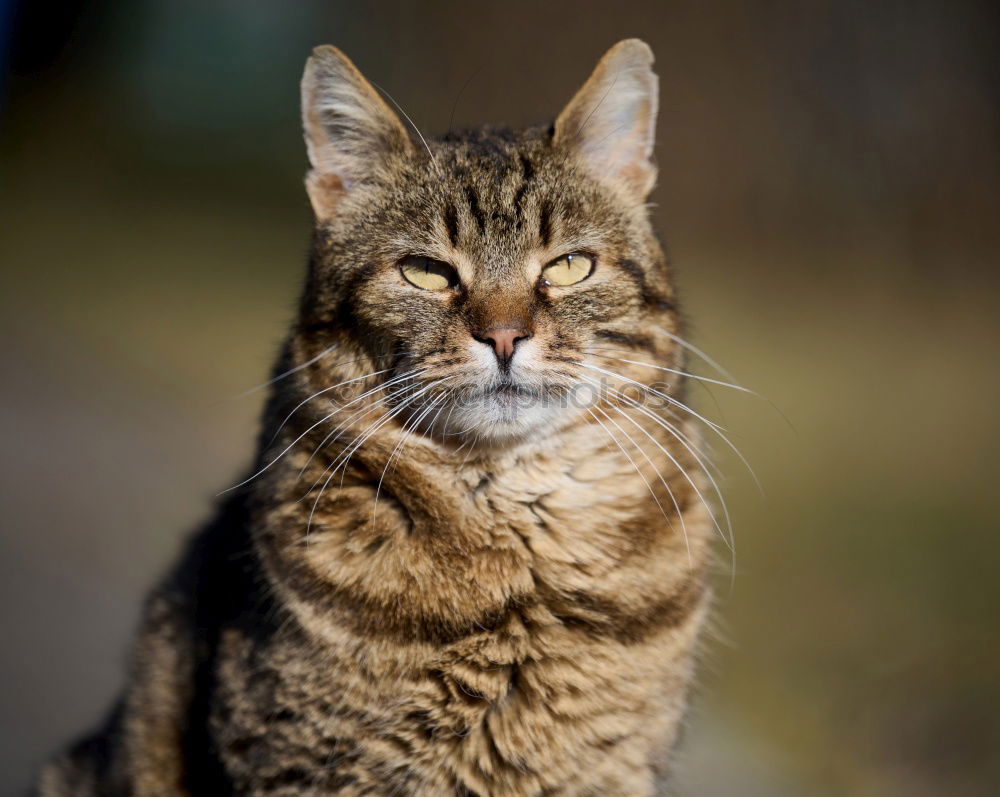 Similar – Image, Stock Photo Close up portrait of brown domestic cat