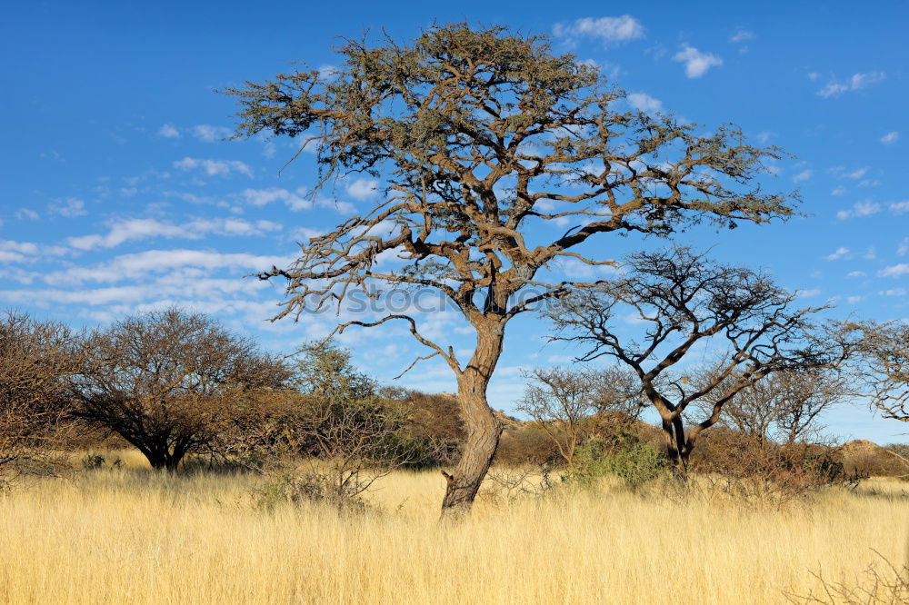 Image, Stock Photo impalas Wild animal