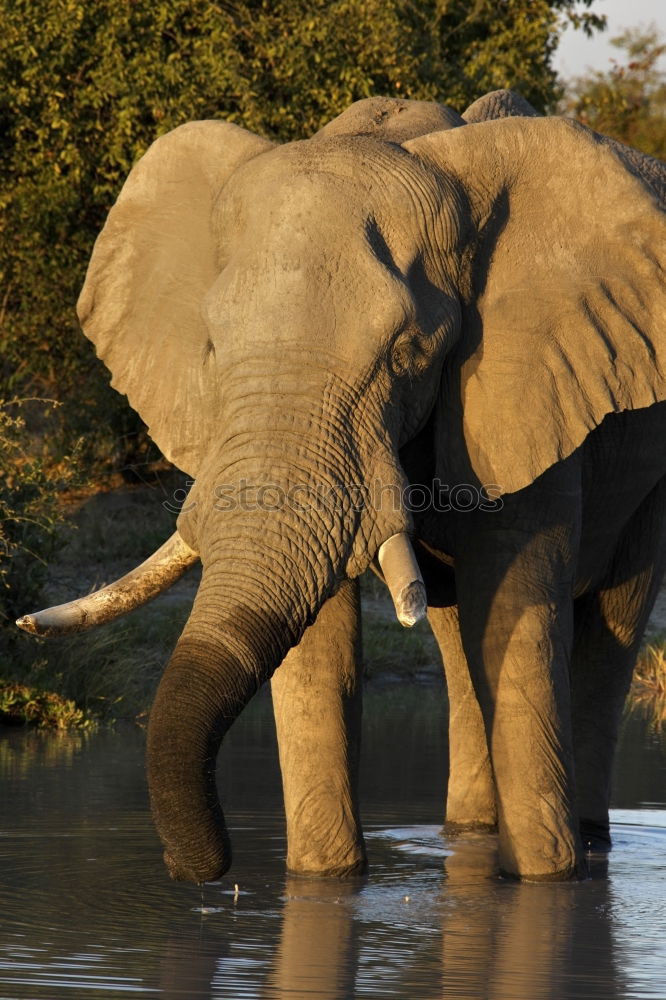 Similar – Image, Stock Photo elephants Animal