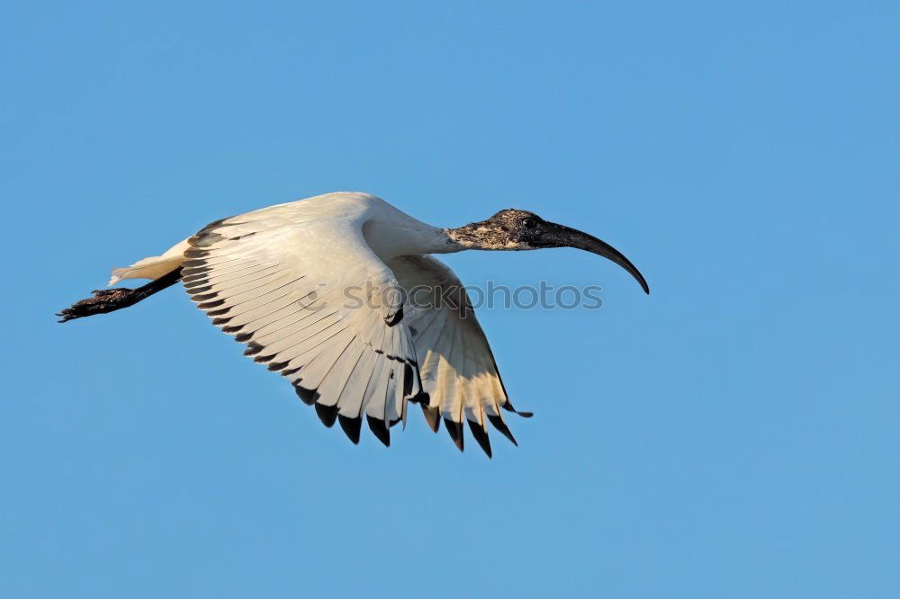 Similar – Image, Stock Photo grey heron Animal