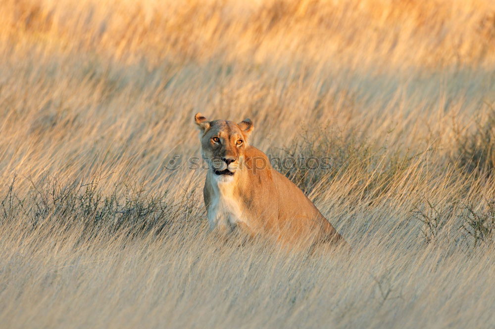 Similar – Image, Stock Photo Tigered cat on the prowl