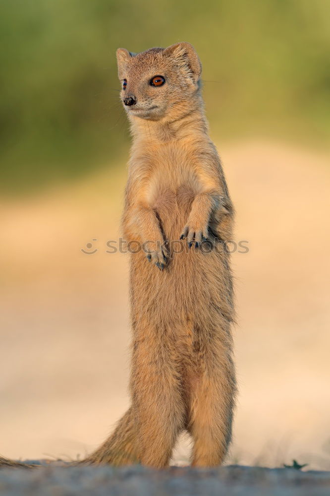 Similar – Lieblingstier: Eichhörnchen! Teil 1