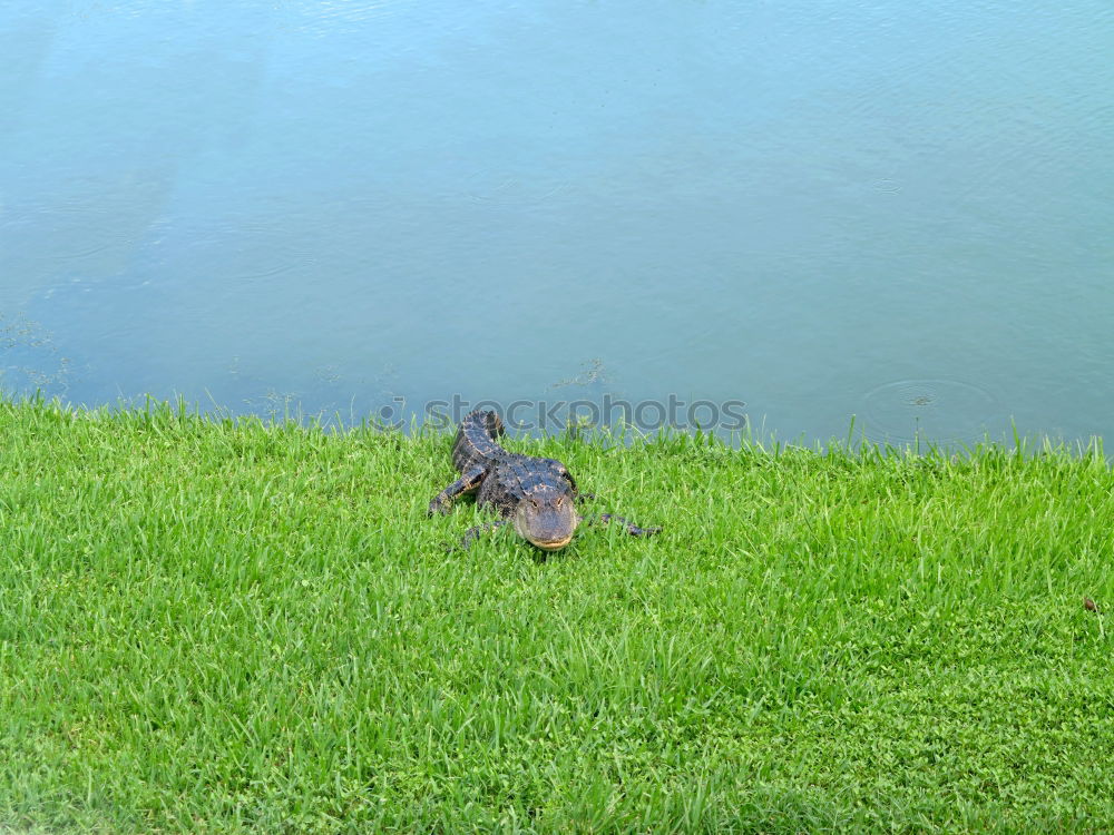 Similar – Image, Stock Photo mottled ducks Animal