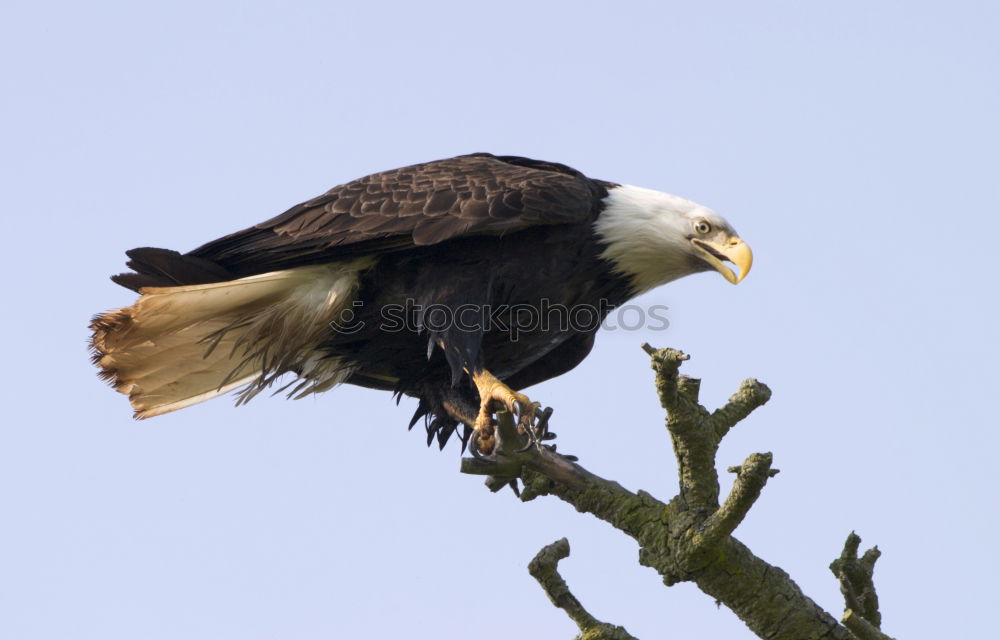 Similar – fisher eagle Sky Malawi