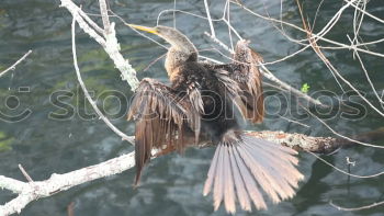 Similar – Image, Stock Photo Poor Blackbird Bird Claw