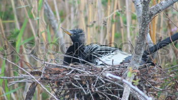 Similar – Image, Stock Photo Blackbird-female-direct-in-front-camera-and-chick trio-IMG_2267