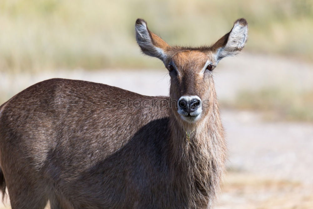 Similar – waterbuck