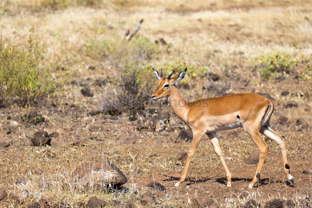 Similar – Impala Herd Nature Animal