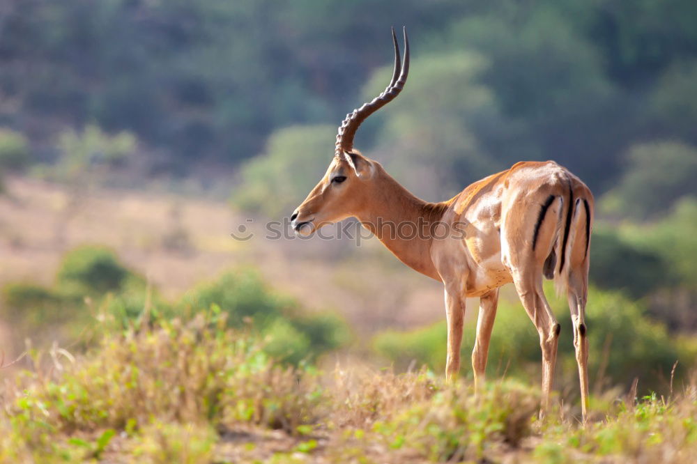 Similar – Lions hunt wildebeests