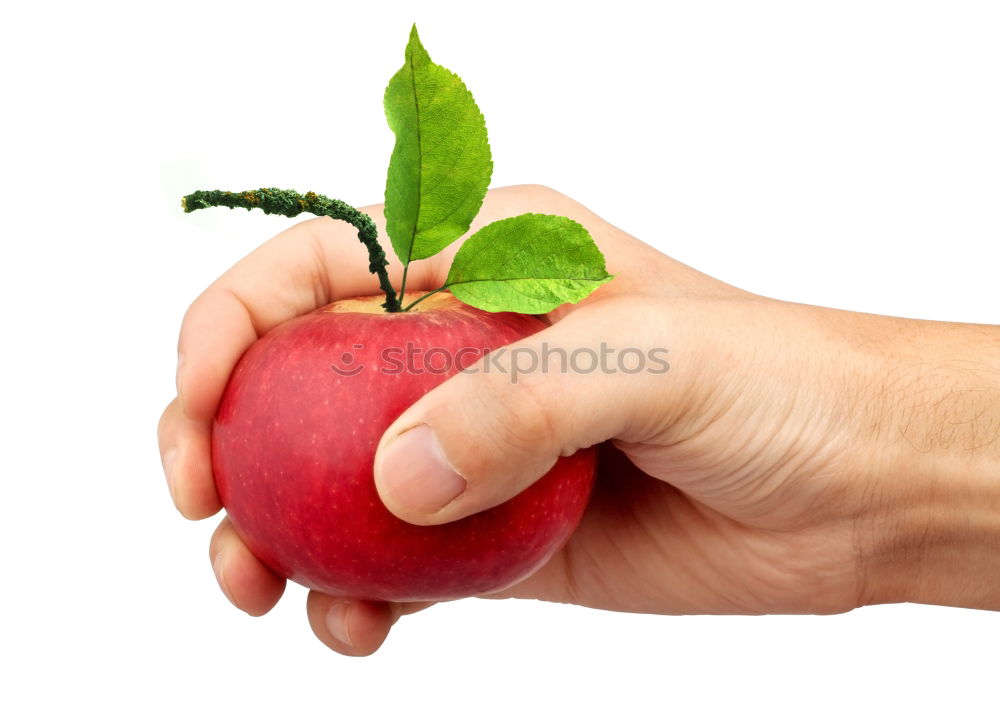 fresh garden tomato Food