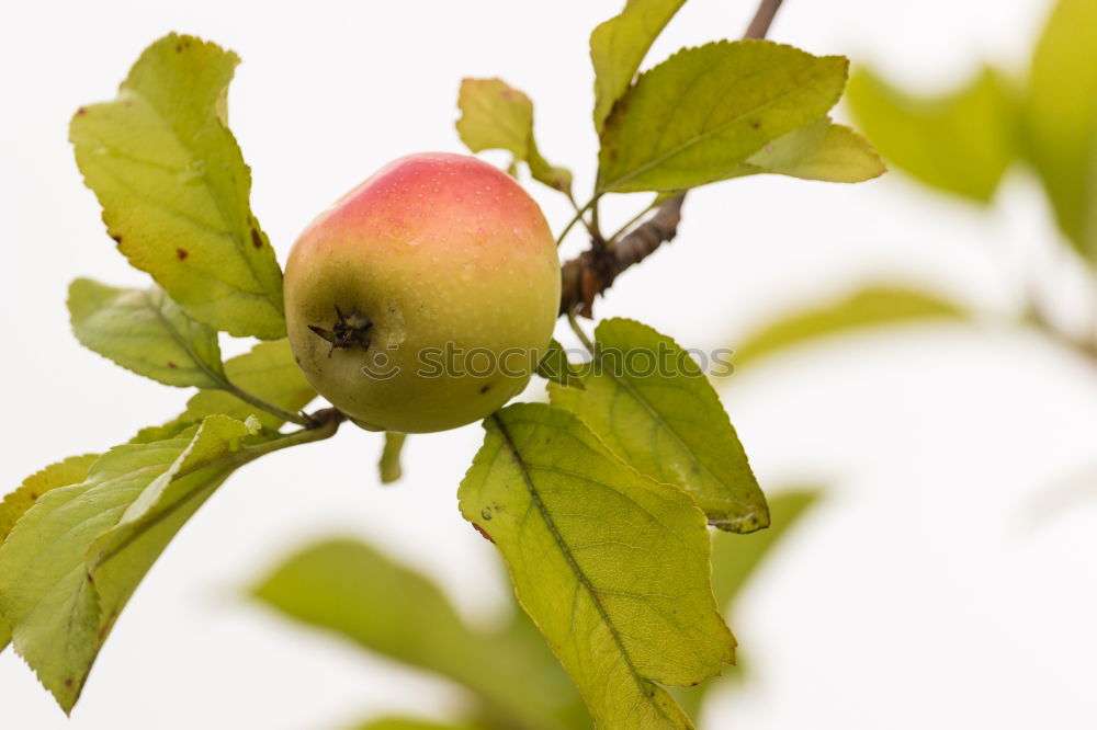 Similar – apple Food Fruit Apple