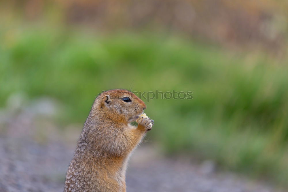 Similar – Foto Bild Frühaufsteher Farbfoto