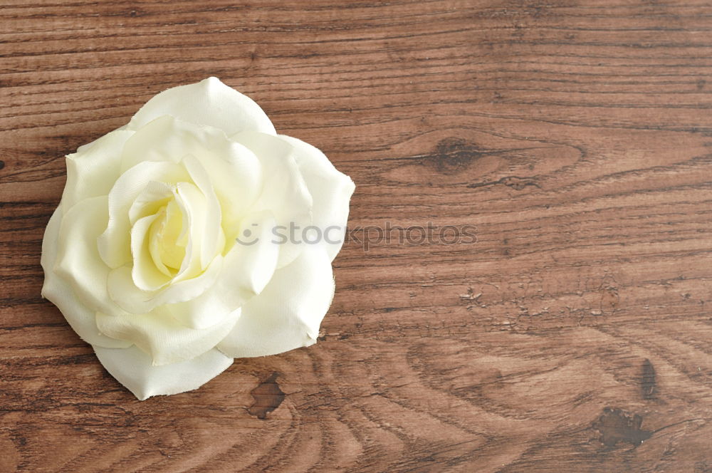 Similar – Image, Stock Photo bouquet of blossoming jasmine