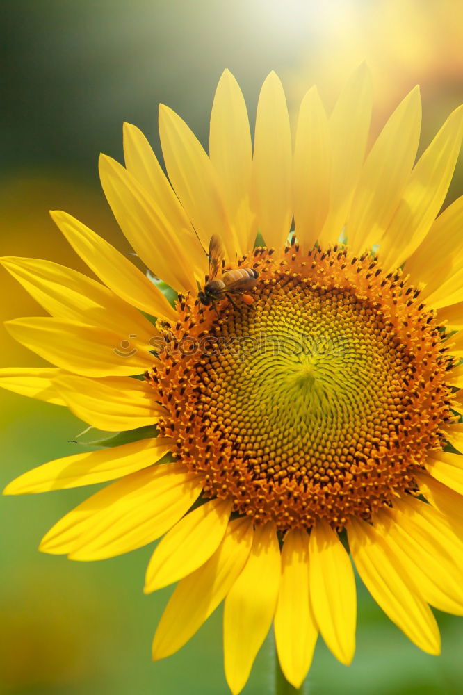 Image, Stock Photo sunflower Summer