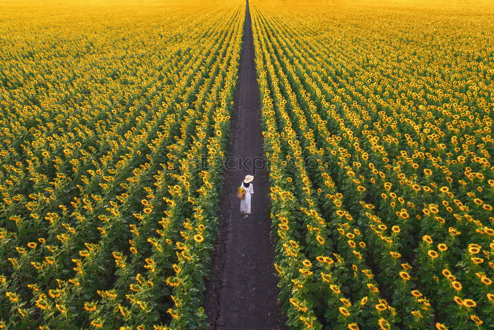 Similar – Image, Stock Photo Old windmill in canola Flowering Field at spring sunrise