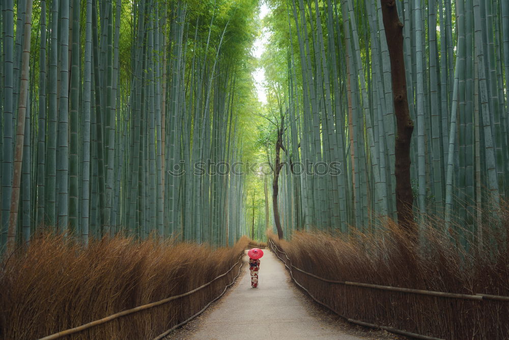 Image, Stock Photo Hiker in forest with hands up