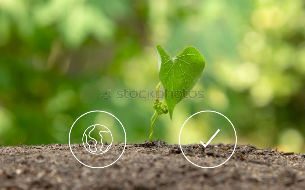 Similar – Image, Stock Photo offshoot Summer Garden