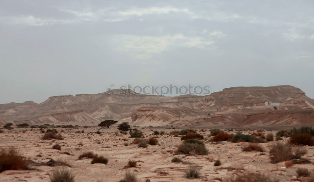 Similar – Image, Stock Photo desert Tree Egypt Desert