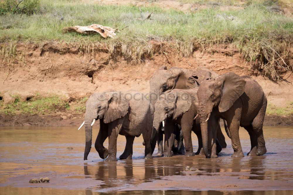 Similar – Foto Bild Elefanten Afrika Wasser