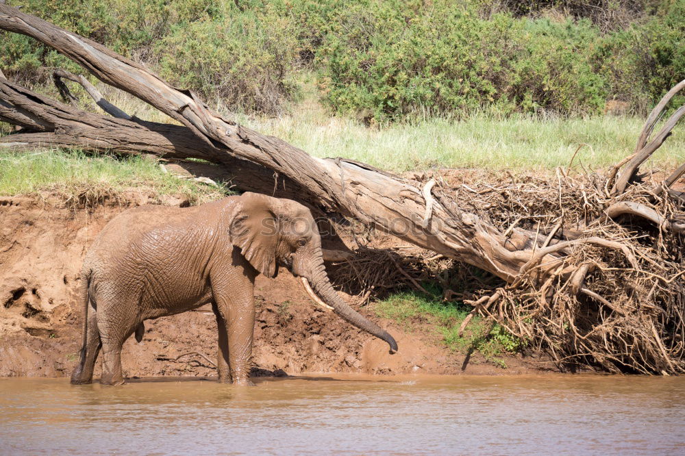 Similar – Image, Stock Photo baby elephant Elephant