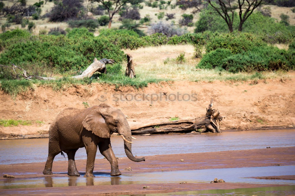 Similar – Image, Stock Photo baby elephant Elephant