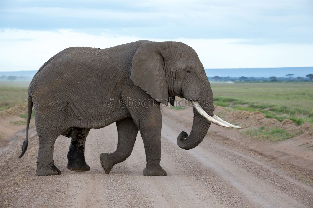 Similar – Image, Stock Photo # 845 Elephant Colossus