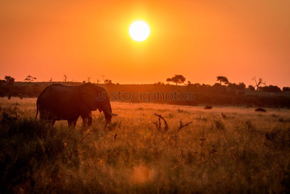 Similar – Two ponies playing Summer