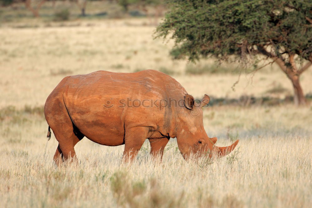 Similar – Image, Stock Photo rhinoceros Environment