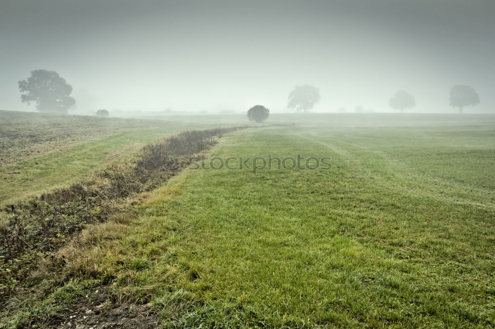 Similar – MoleCity Tree Meadow Field