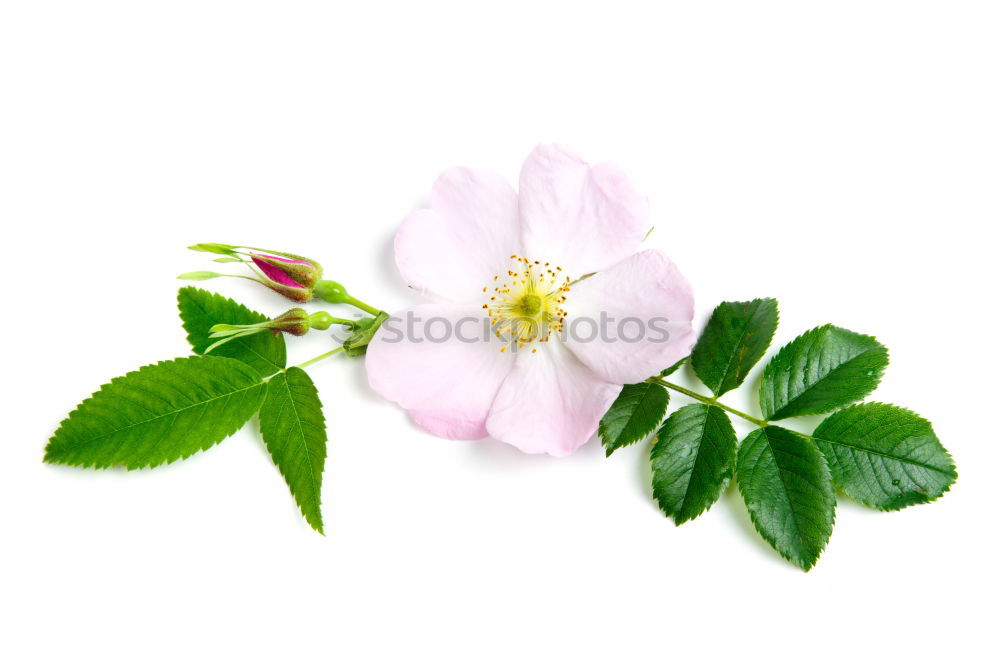 Similar – Image, Stock Photo Caper; Capparis; spinosa