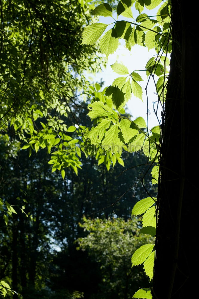 Zweig mit frischen leuchtenden Blättern im Sonnenlicht