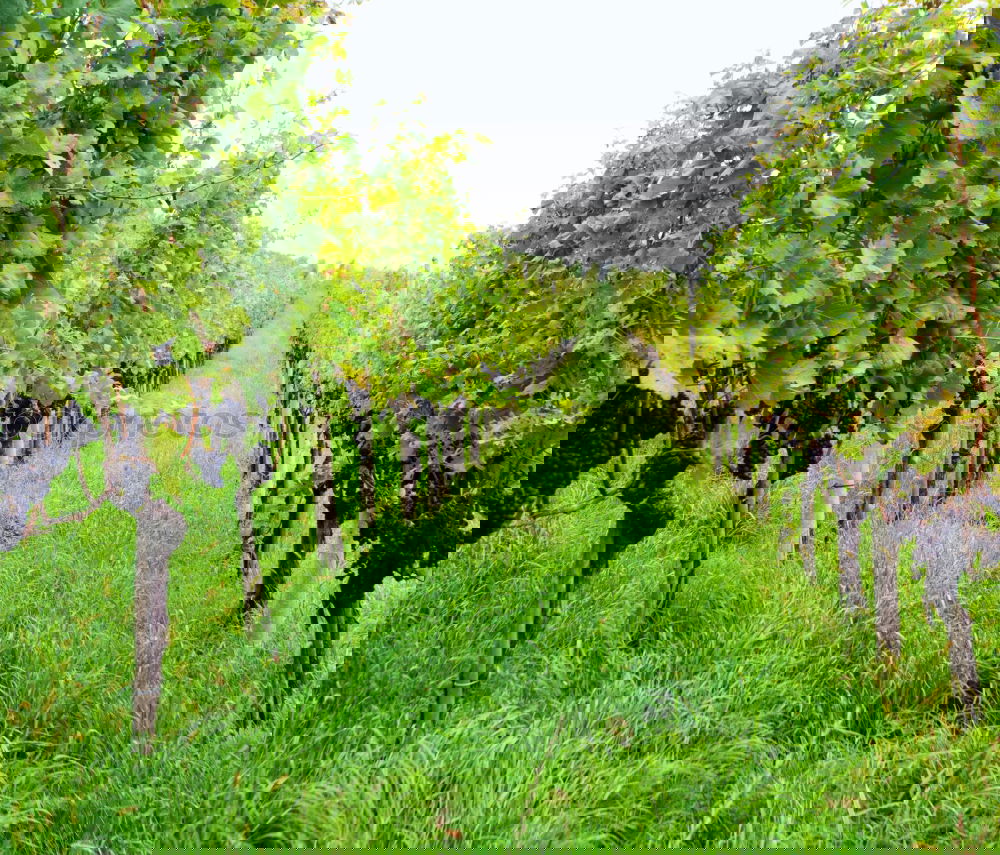 Similar – Foto Bild lauf Junge, lauf Frühling