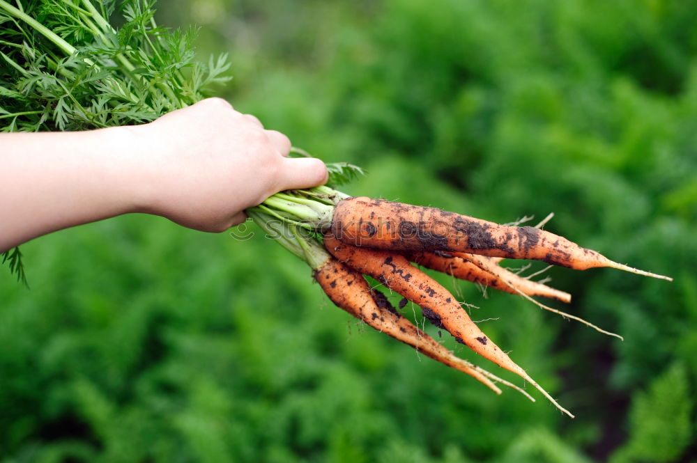 Similar – Carrots in a vegetable garden